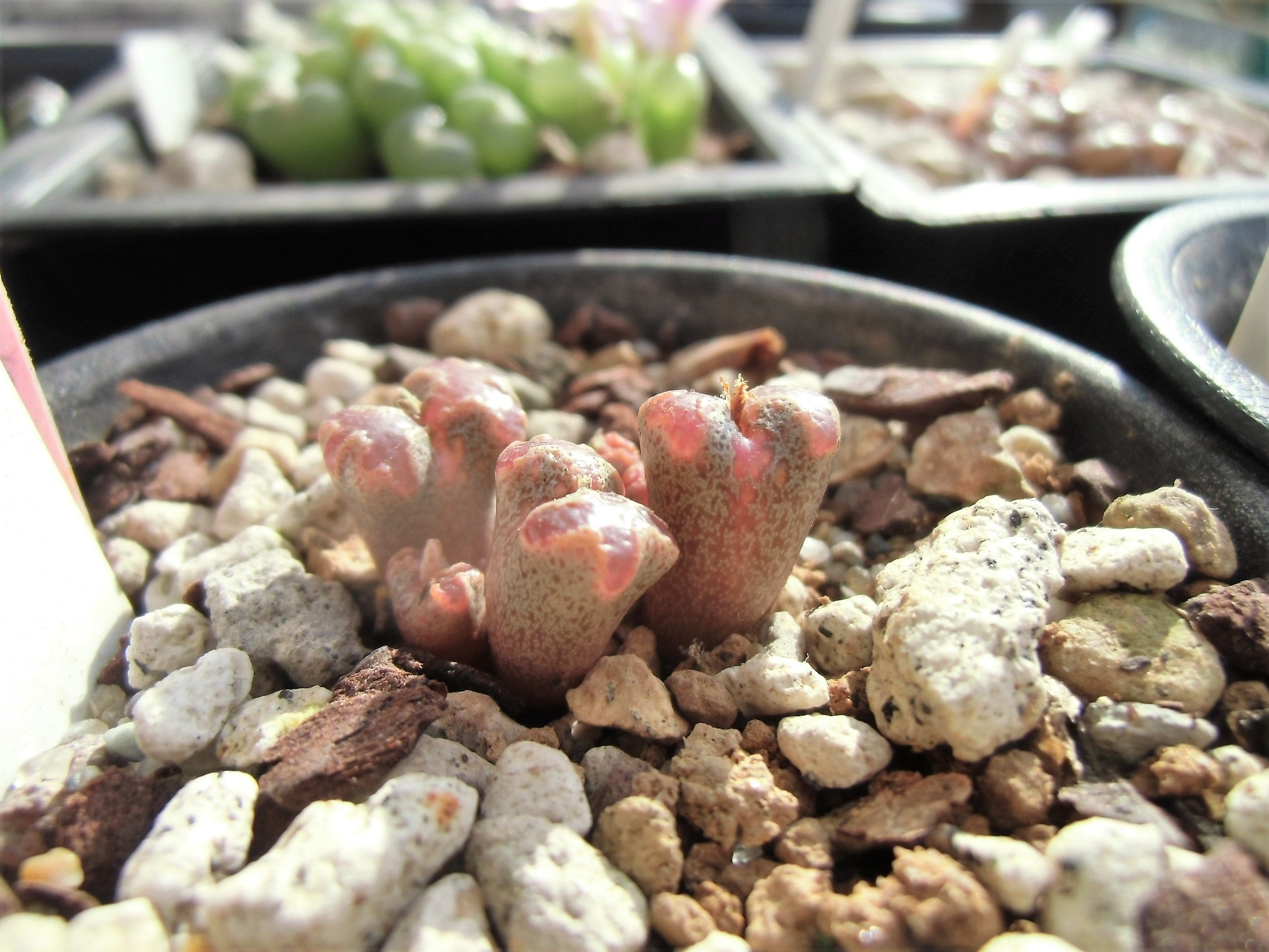 コノフィツムを買うのは・・・ | 多肉植物を中心にペットのこと コノフィツムを買うのは・・・ | 多肉植物を中心にペットのこと