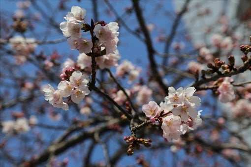区 オオカンザクラ 東 名古屋で一番早い桜スポット「オオカンザクラの並木道」
