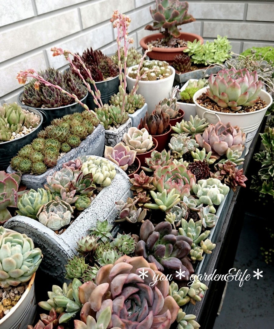 久しぶりに多肉植物のお世話を♪*私の大切な宝箱です 久しぶりに多肉植物のお世話を♪*私の大切な宝箱です