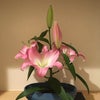 6月の花の画像