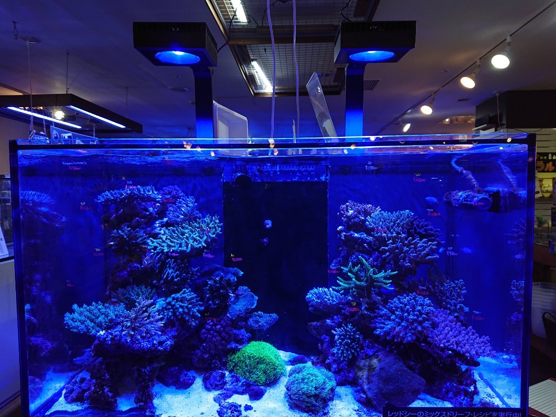 ついに到着！Red SeaのLED照明「Reef LED90」！ | アクアテイラーズ