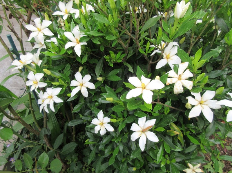梅雨に咲く白い花達 陽炎花園