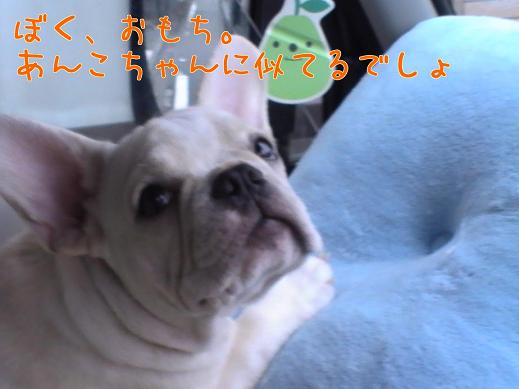 デビュー 戦 おもちの場合 | フレンチブルドッグのあんこちゃんと