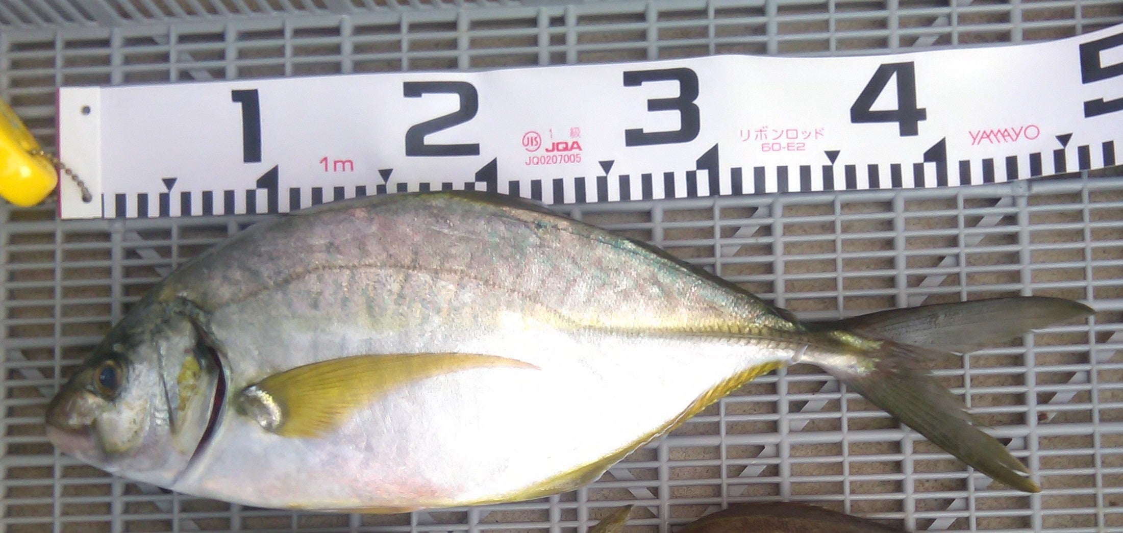 縞鯵釣行の記事画像