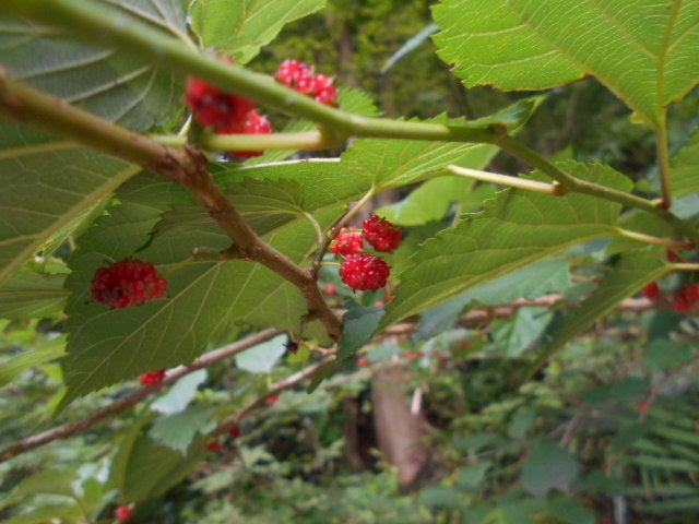 森戸川付近の今食べごろの木の実と秋に食べられる木の実の花 しゅんの花のある生活