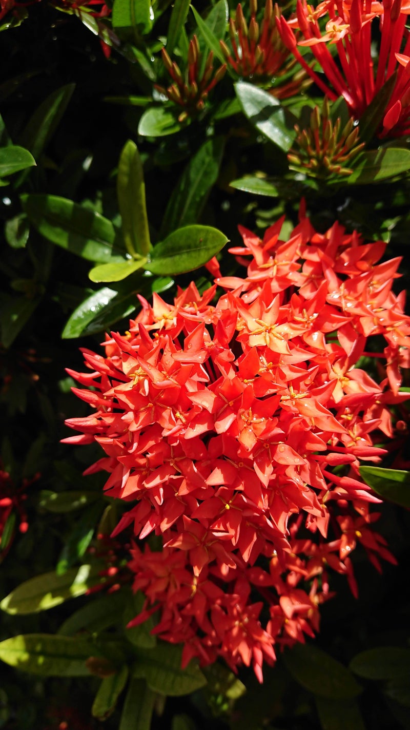 石垣島の赤花 花のチカラ 緑のココロ