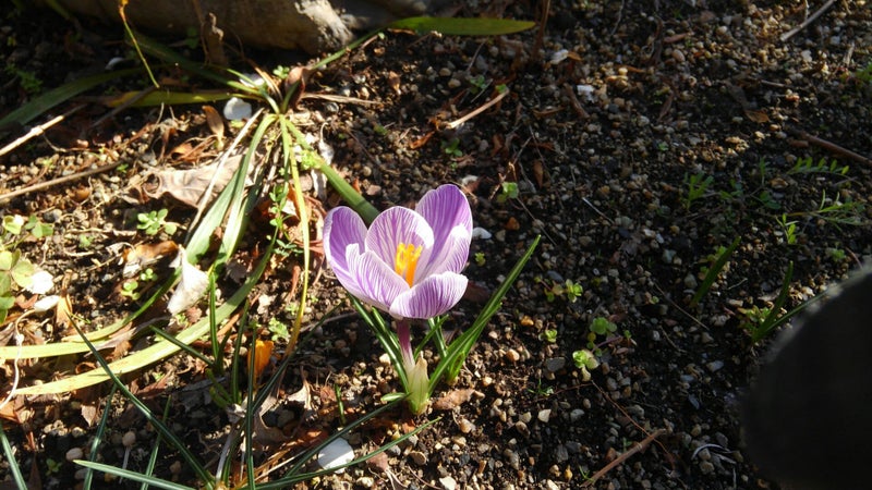 紫クロッカスと黄水仙が開花 花言葉は Yamatodanshi 19のブログ
