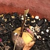 諦めかけてたけど。の画像