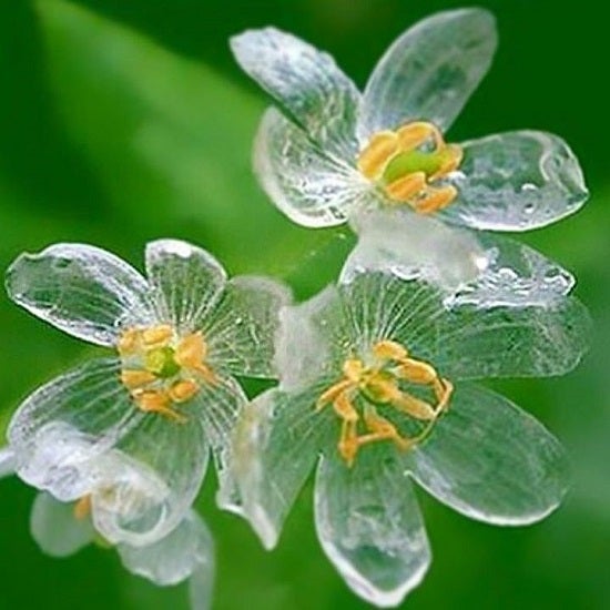 雨に濡れると透明になる花 山荷葉 話のコレクション