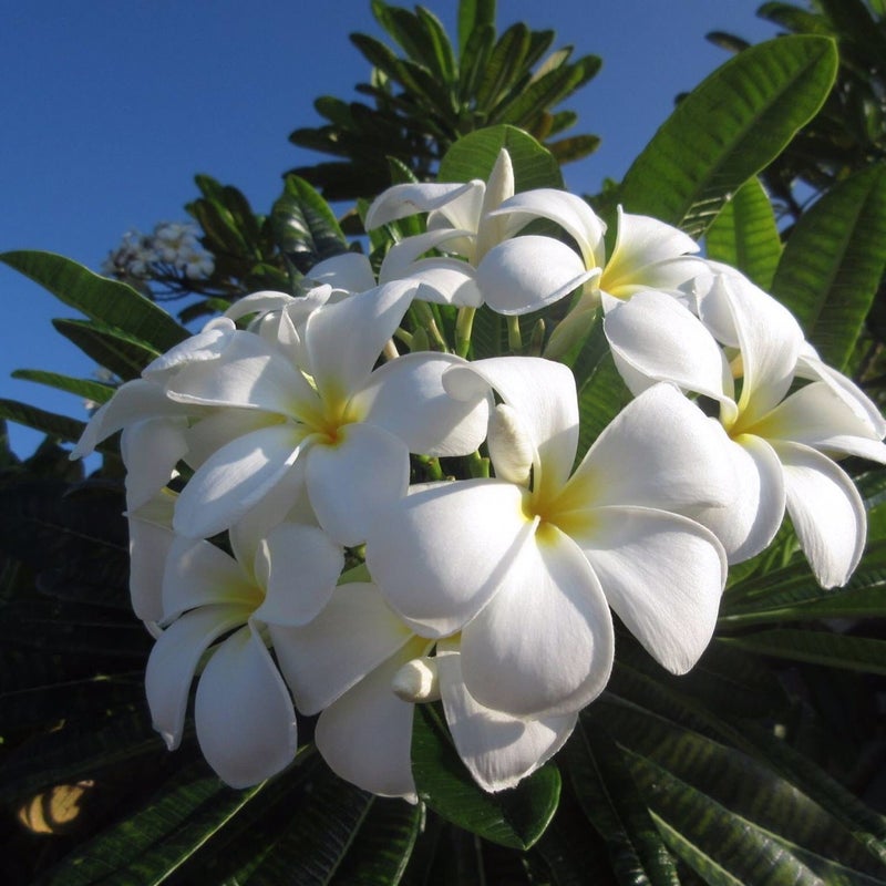 ハワイを代表する花 白いプルメリアのお話 野菜ソムリエプロが野菜とハワイの最新情報をお届けします