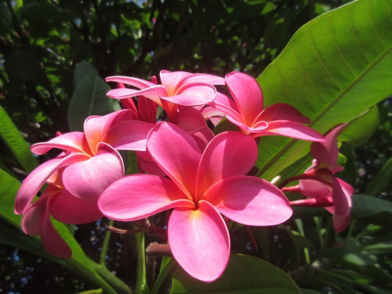 ハワイを代表する花 赤いプルメリアの話 野菜ソムリエプロが野菜とハワイの最新情報をお届けします