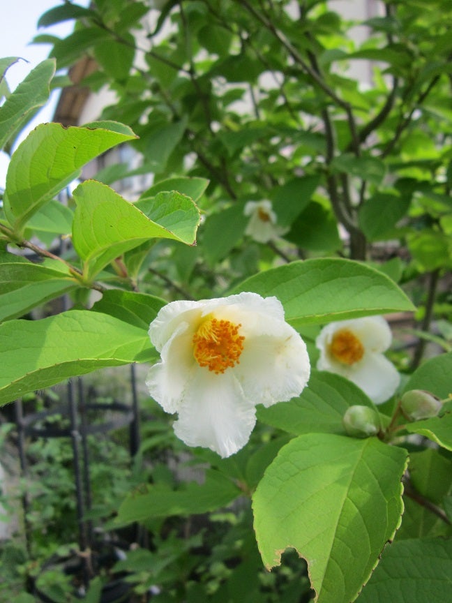 シャラの木に花が咲く 夢咲きｊ のブログ