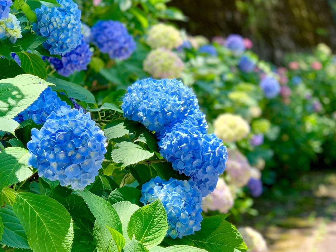 関市板取あじさいロード ふみくんのサイクリング日記