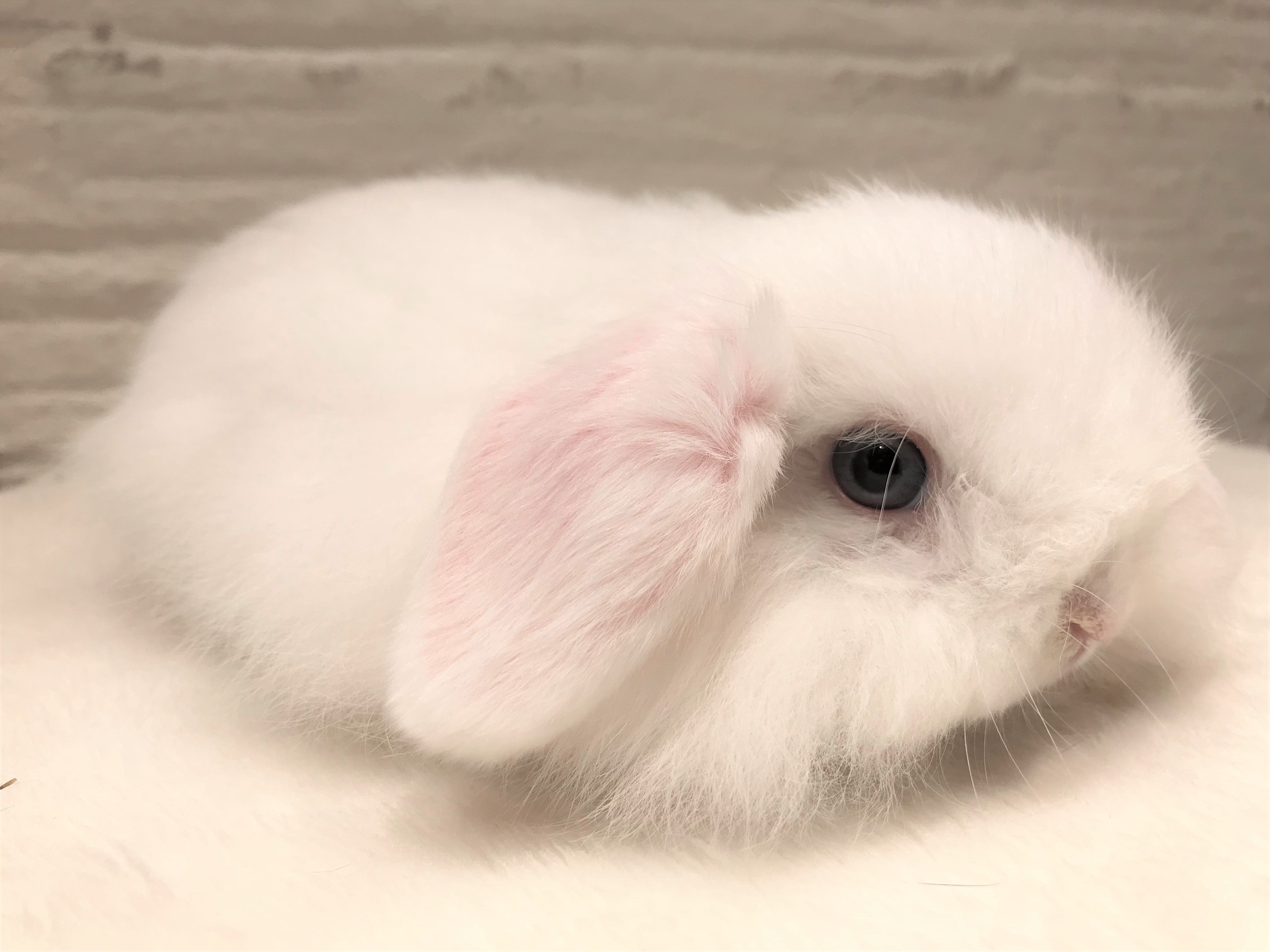 憧れのブルーアイドホワイト | 札幌のうさぎ専門店“mon Lapin”のブログ