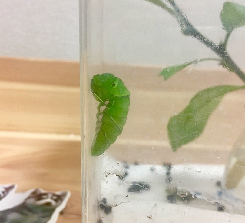 ようこそ我が家へ。あおむし観察記録 | ワーママと子供の楽しい
