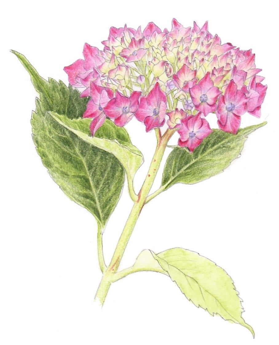 アジサイ 色鉛筆で描く はじめての植物画