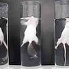 ファイザー社、マウスを水におぼれさせる実験の画像