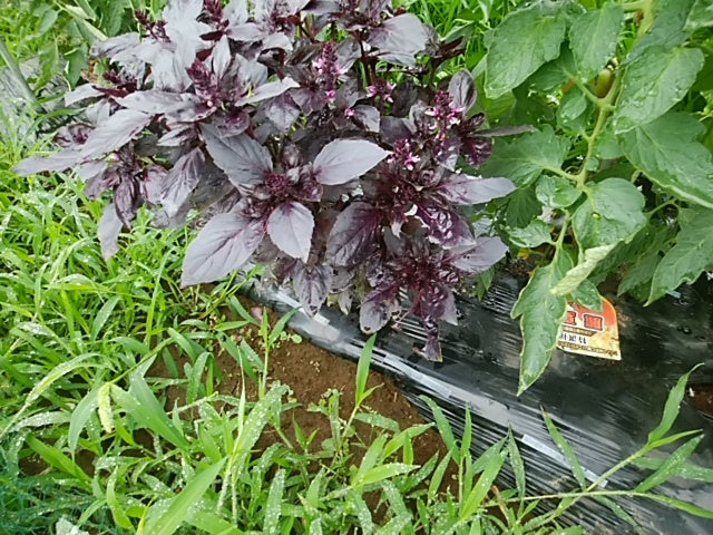 紫バジルの収穫 Nasumopapaの日記