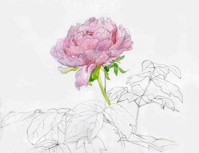 牡丹 水彩画スケッチ4点 | 坂上尚子油彩画ブログ