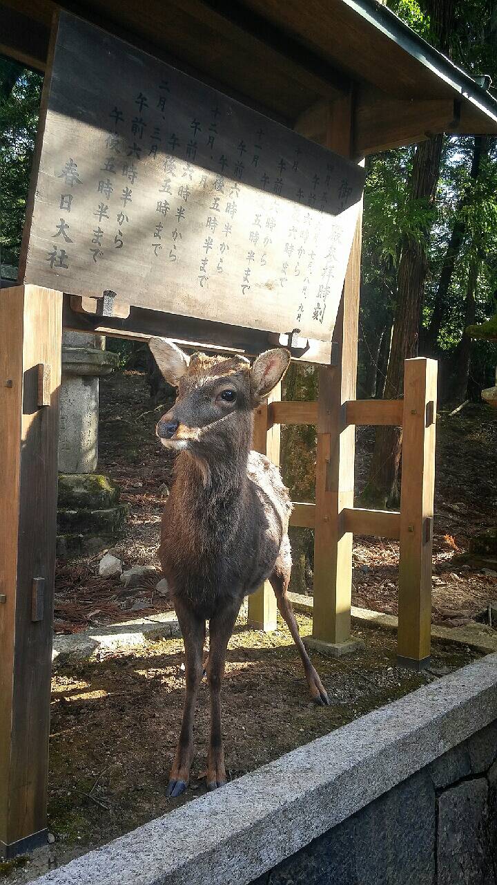毎年恒例奈良参り。の記事画像