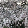 あのね・・・今日はナンパの日の画像