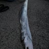 イカ釣りでのタチウオじゃなくて、タチウオ釣りでのタチウオ！の画像