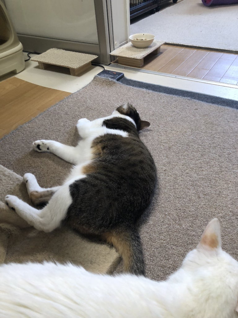 イメージ 2