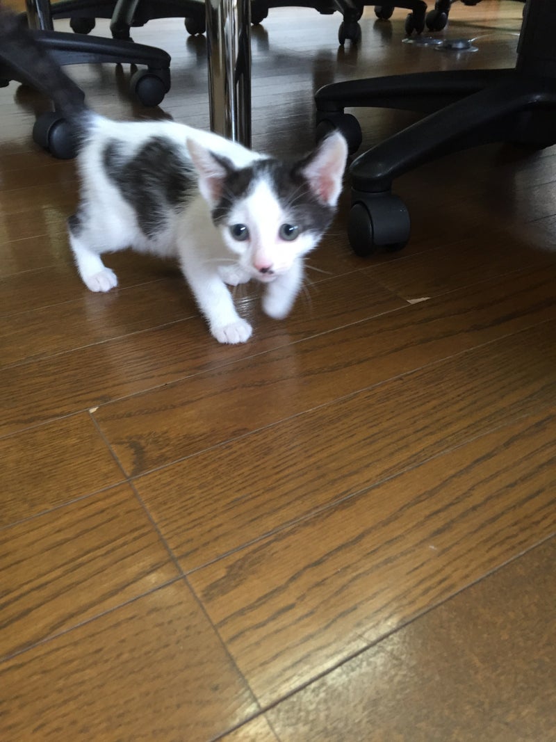 イメージ 5