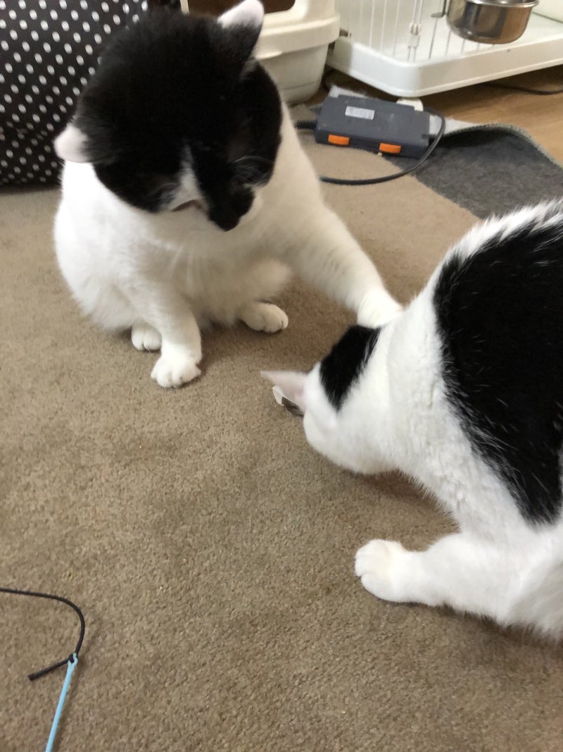 イメージ 7