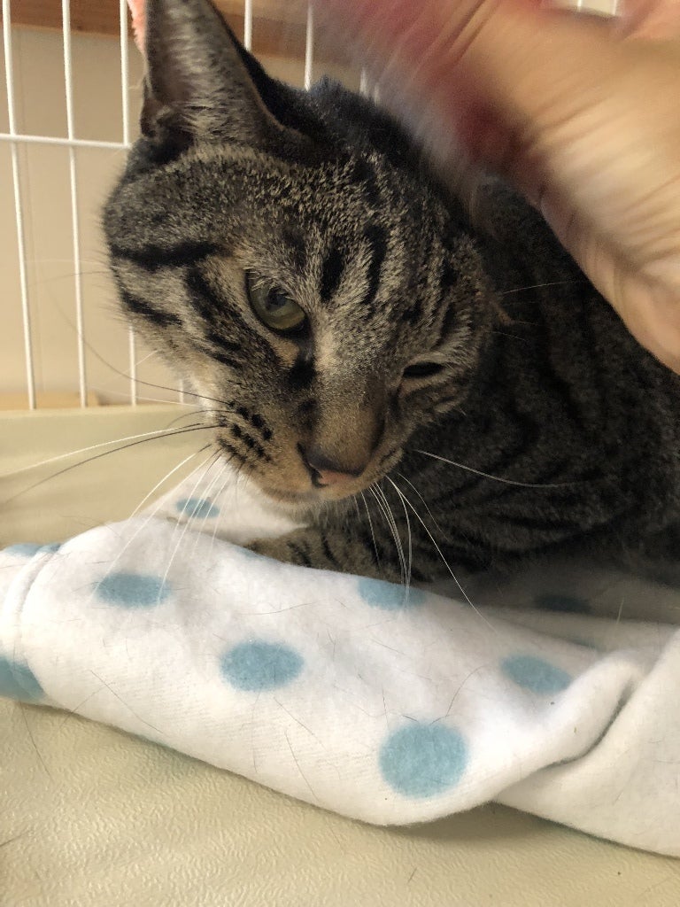 イメージ 7