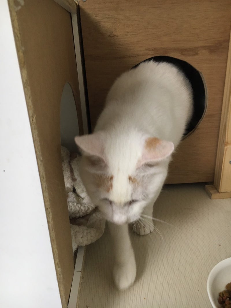 イメージ 5