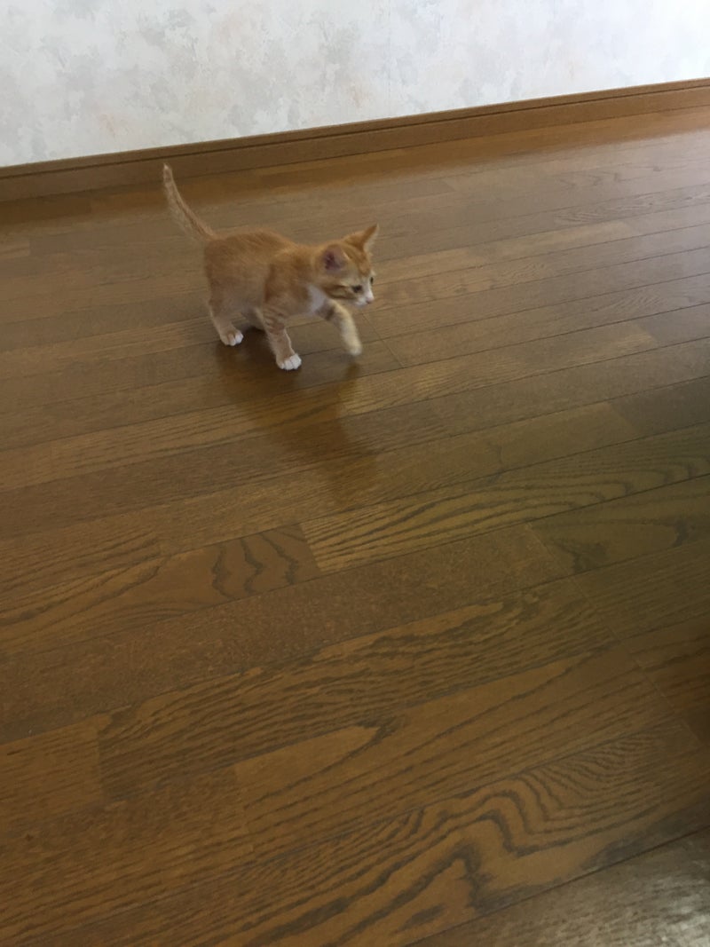 イメージ 4