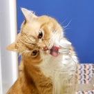 猫のボトルキャップチャレンジ！の記事より