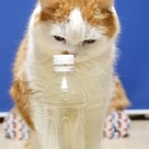 猫のボトルキャップチャレンジ！の記事より