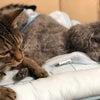 ふれあって‥ (( _ _ ))..zzzZZの画像