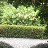 懐かしく…特別の画像