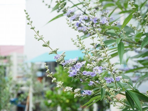 梅雨の時期でも爽やかな青い花の咲く花木 Olivegardening With Succulent