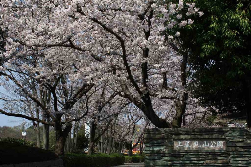 上尾丸山公園の桜 チューリップ 上尾のアンのブログ