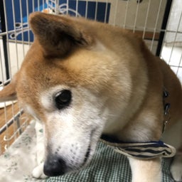 画像 あー、太一も の記事より 1つ目