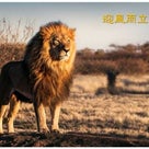 風に立つライオン （迎風而立的獅子）の記事より