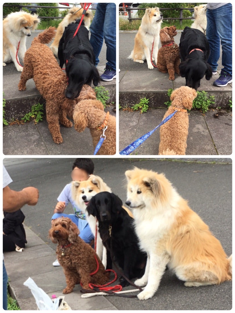 噛まれても犬が好きな変態な私は ナゾに犬たちに好かれる笑 未来は自分で選べる 50代からの 幸せな人生 の創り方