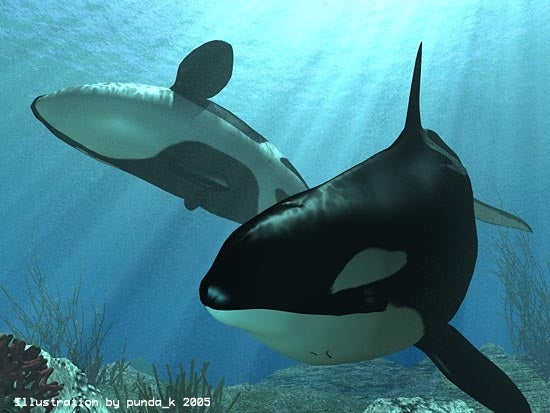 Orca Under The Sea ３ｄｃｇによるシャチ画像 アフリカゾウ チーター 写真 Cg日記