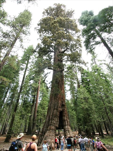 プレミアムカフェ 北米大陸 世界一の木を求めて １９９８年 本日のｎｈｋ再放送 旅人のブログ