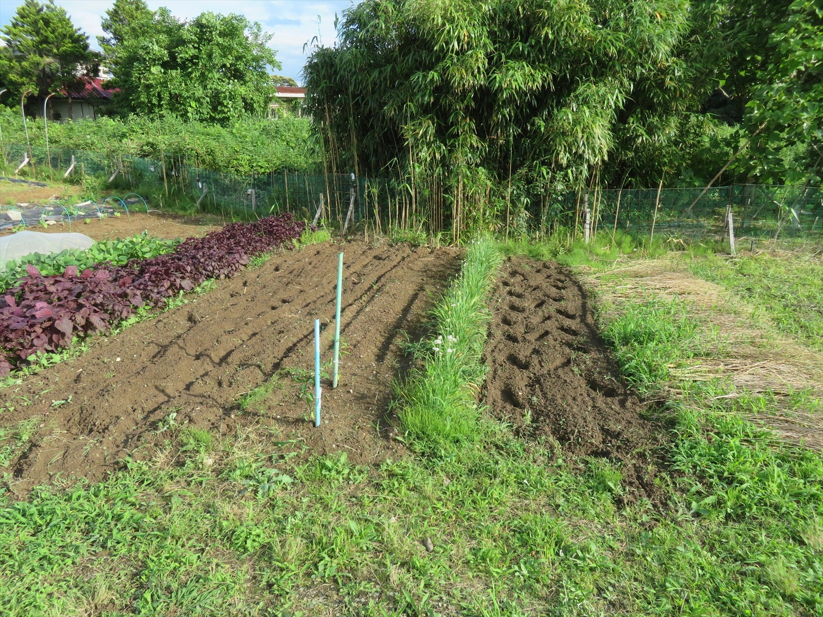 雑草削りと鋤込み・ミニトマトの移植／ニンジンの収穫 一望千里