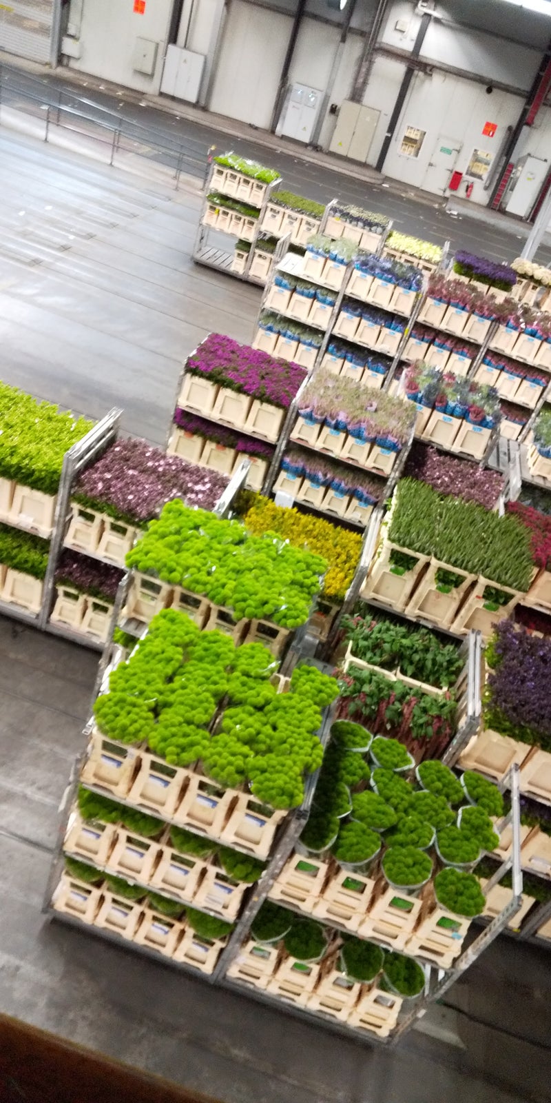 オランダ アールスメール花市場 花と植物と洋服が好き 埼玉 ブログの書き方 かさ みどり