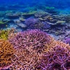 カラフルな珊瑚 宮古島の画像