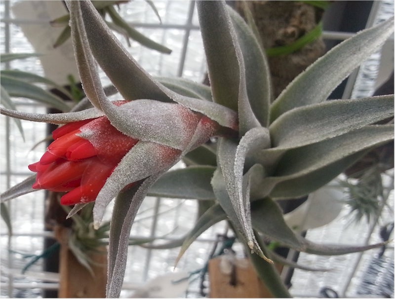 チランジア エディシアエが開花しました | あり ლ(╹◡╹ლ)の チランジア エディシアエが開花しました | あり ლ(╹◡╹ლ)の