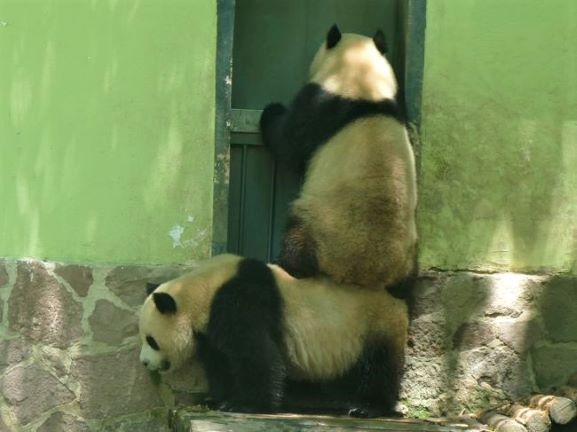 可愛いパンダたち 1 上海のおもしろパンダ 俺たちいつも共同作業 スイカパンダ In Chinaのブログ