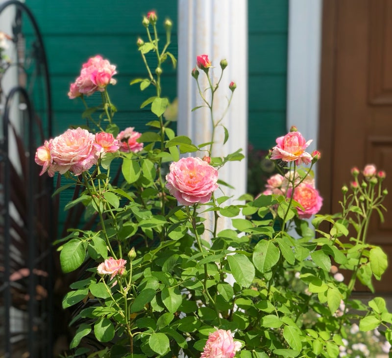 我が家のデルバールのバラ とクロードモネの２番花 とバッサリーナでこんにちは セキセイインコのピータンと小さな庭