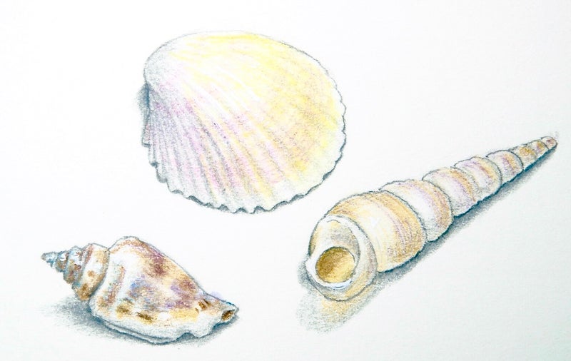 貝殻 色鉛筆で描く はじめての植物画
